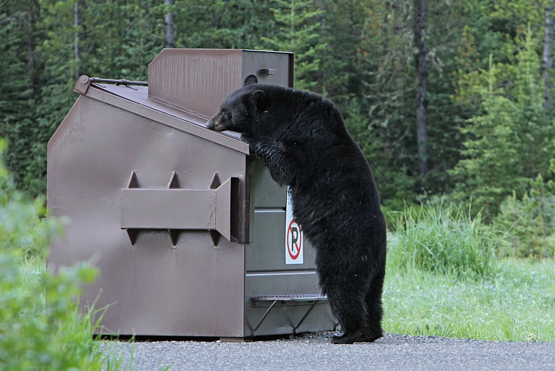 A bear rooting through a dumpster in Marietta GA